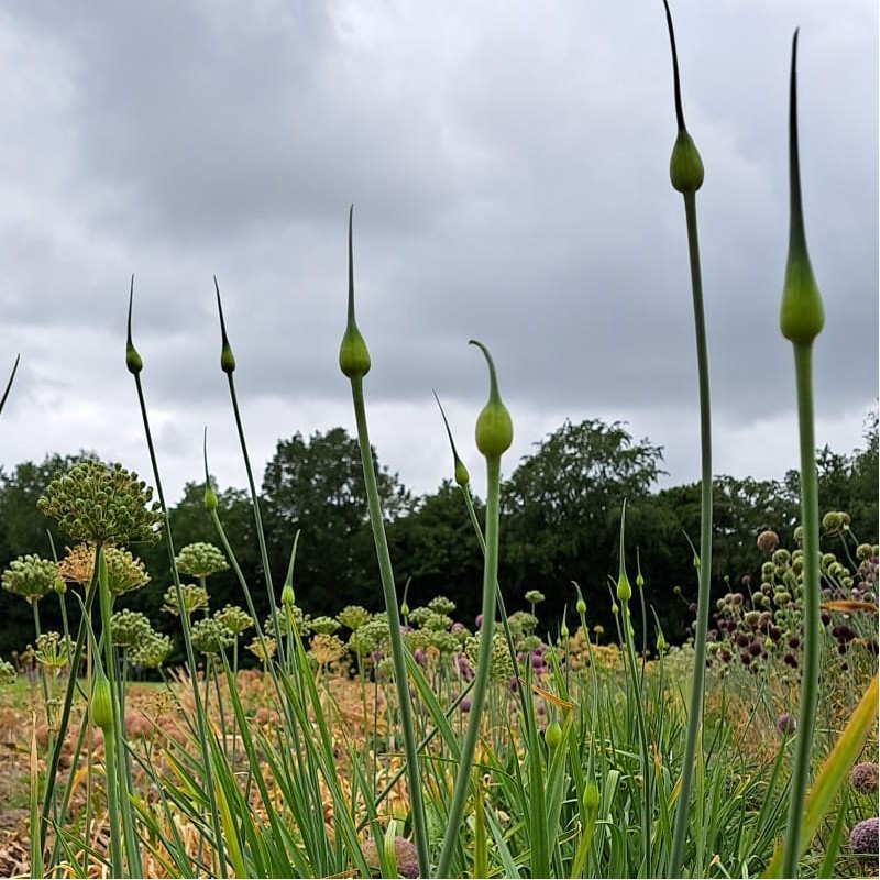 Allium ampeloprasum var. holmense