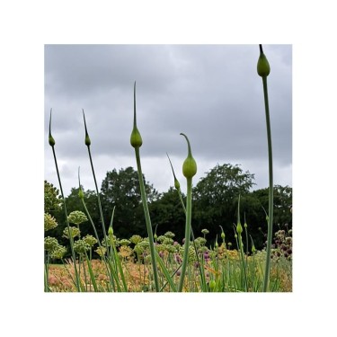 Allium ampeloprasum var. holmense