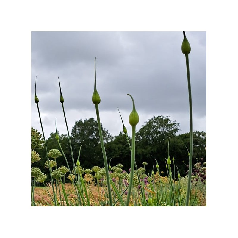 Allium ampeloprasum var. holmense