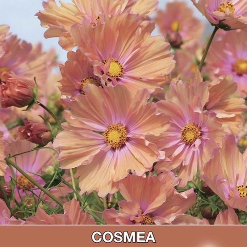 Cosmos bipinnatus 'Apricotta'  -zaden-