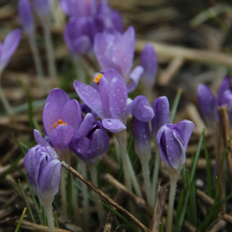 Crocus tommasinianus 'Dark Eyes'