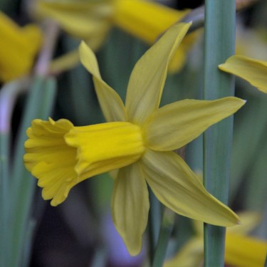 Narcissus 'Trewirgie'