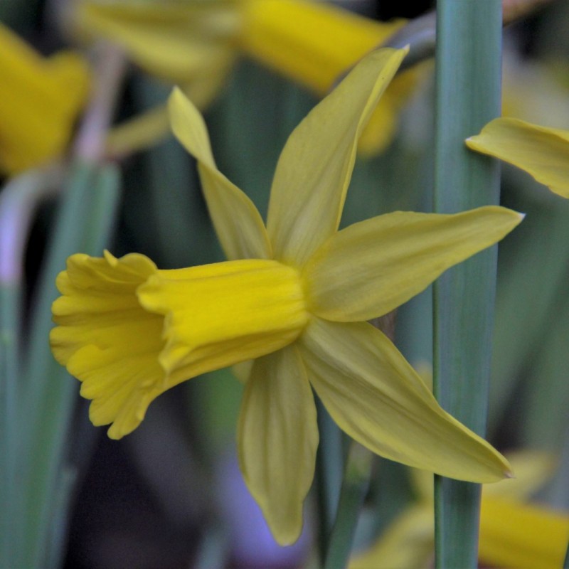 Narcissus 'Trewirgie'