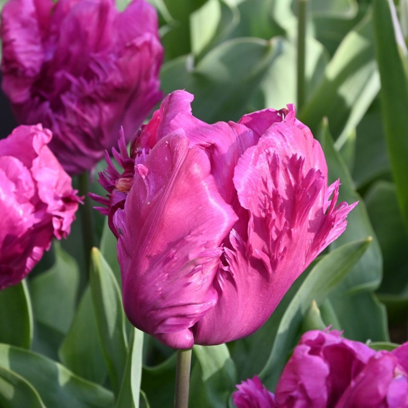 Tulipa 'Parrot Prince'