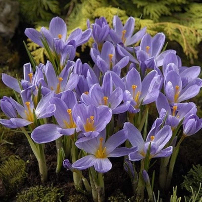 Crocus kosaninii 'April View'