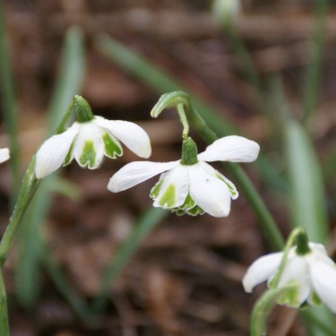 Galanthus 'Jacquenetta'