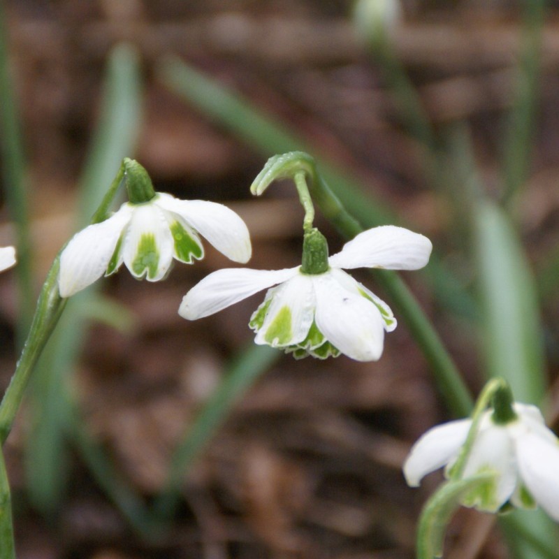 Galanthus 'Jacquenetta'