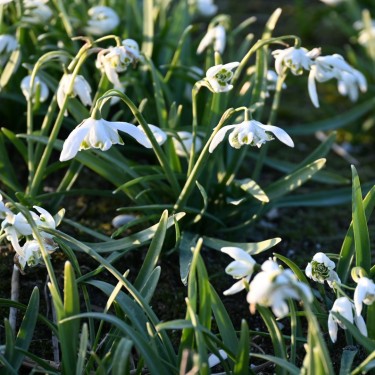 Galanthus 'Jacquenetta'