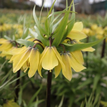 Fritillaria 'Early Sensation'