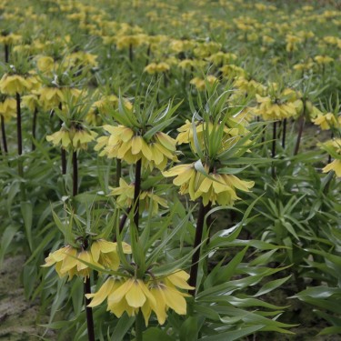 Fritillaria 'Early Sensation'