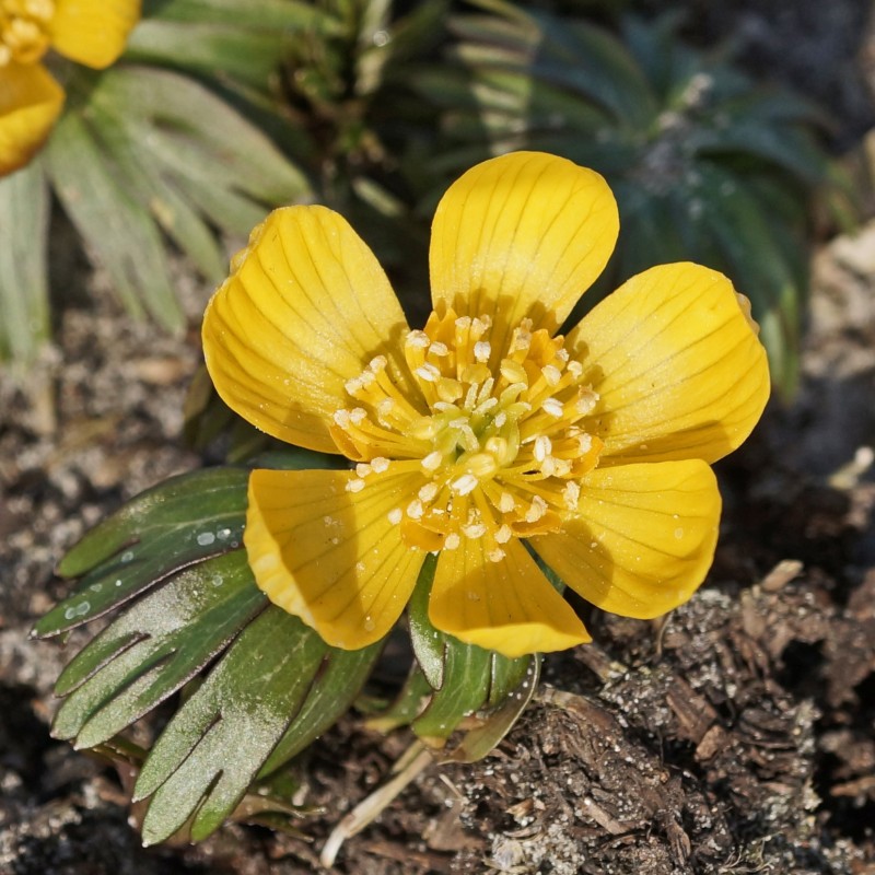 Eranthis longistipitala