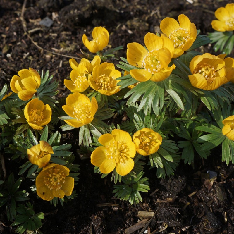 Eranthis longistipitala