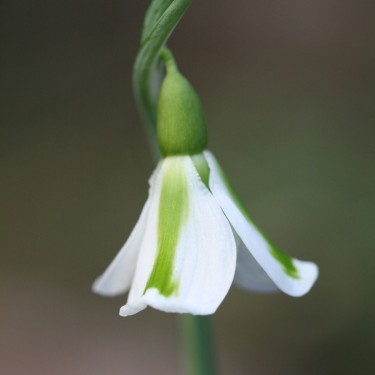 Galanthus 'Philippe André Meyer'