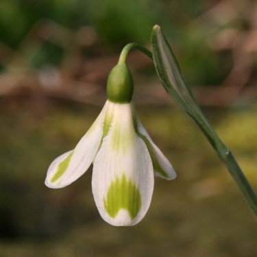 Galanthus 'Phil Cornish'