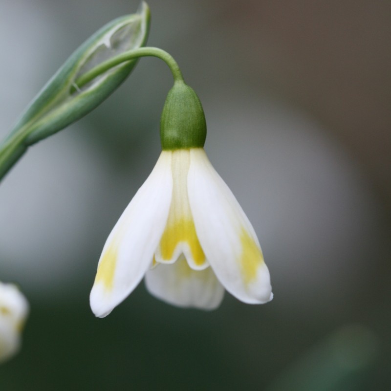 Galanthus 'Bitter Lemons'
