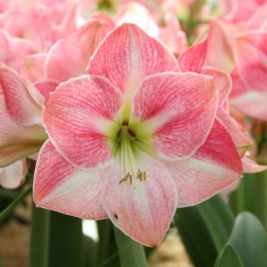 Hippeastrum 'Cherry Bloss'®