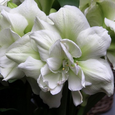 Hippeastrum 'Polar Belle'® 