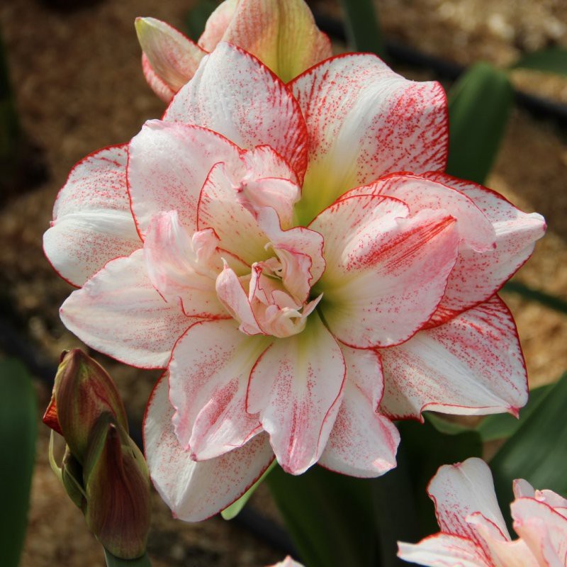 Hippeastrum 'Striped Amadeus'®