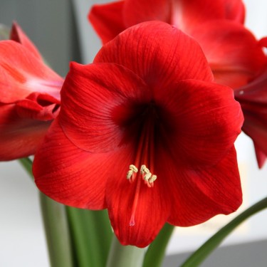 Hippeastrum 'Red Lion'