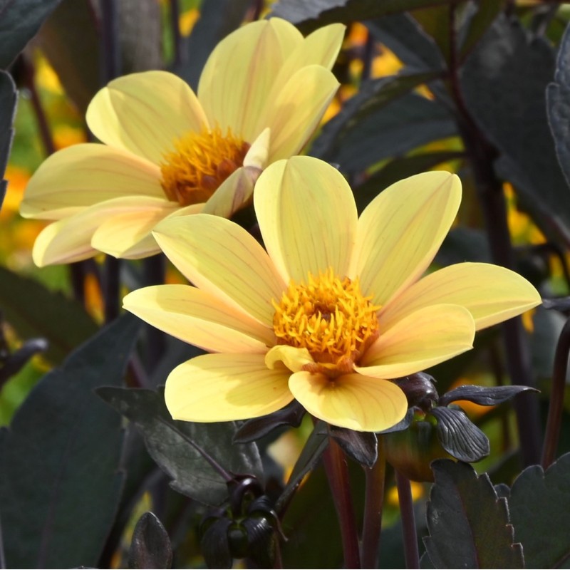 Dahlia 'Bishop of York'