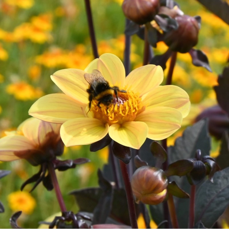 Dahlia 'Bishop of York'