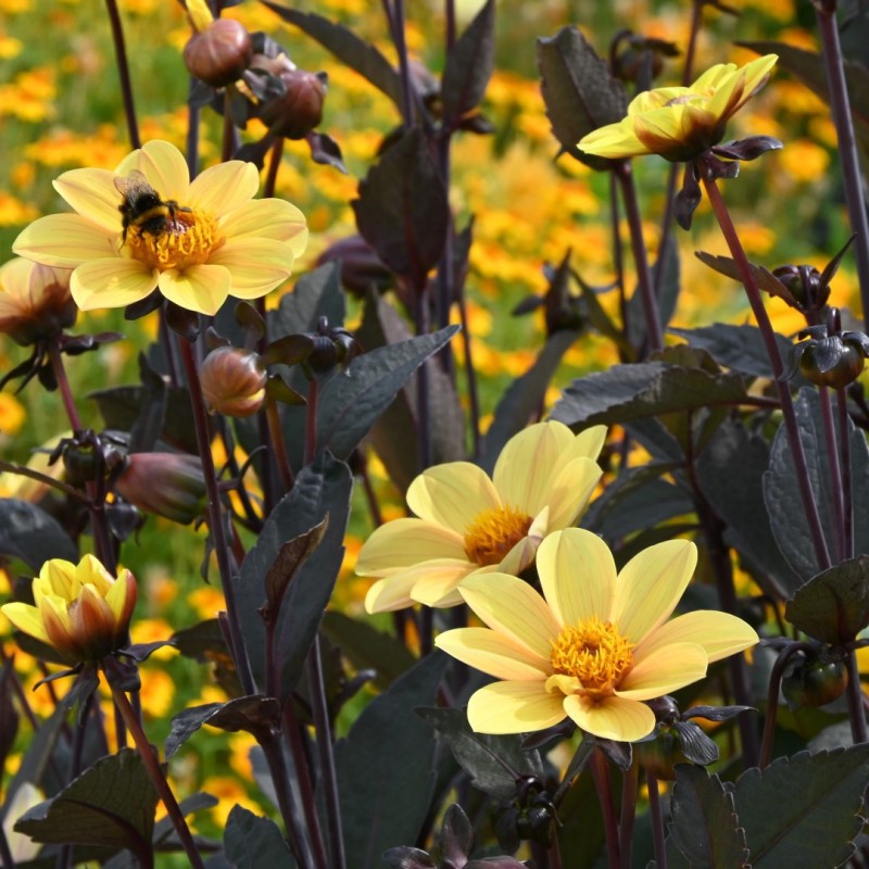 Dahlia 'Bishop of York'