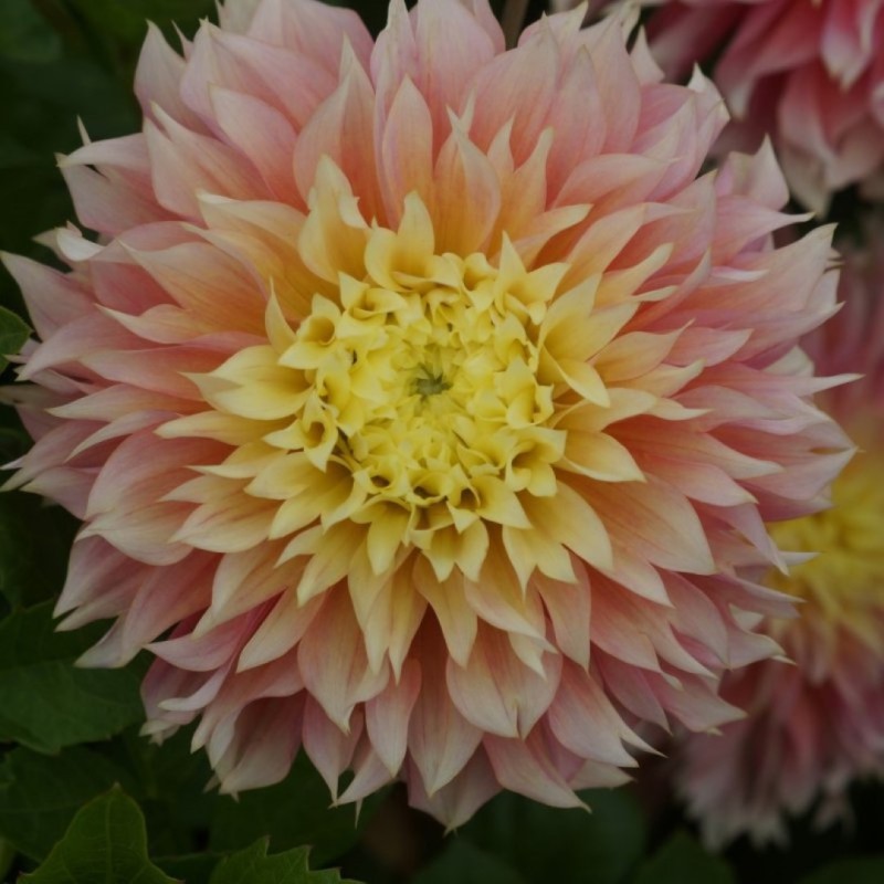 Dahlia 'Kogane Fubuki'