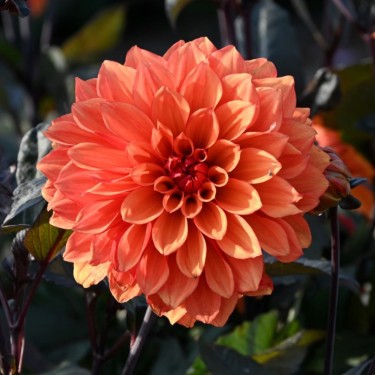 Dahlia 'Missis Trucella'