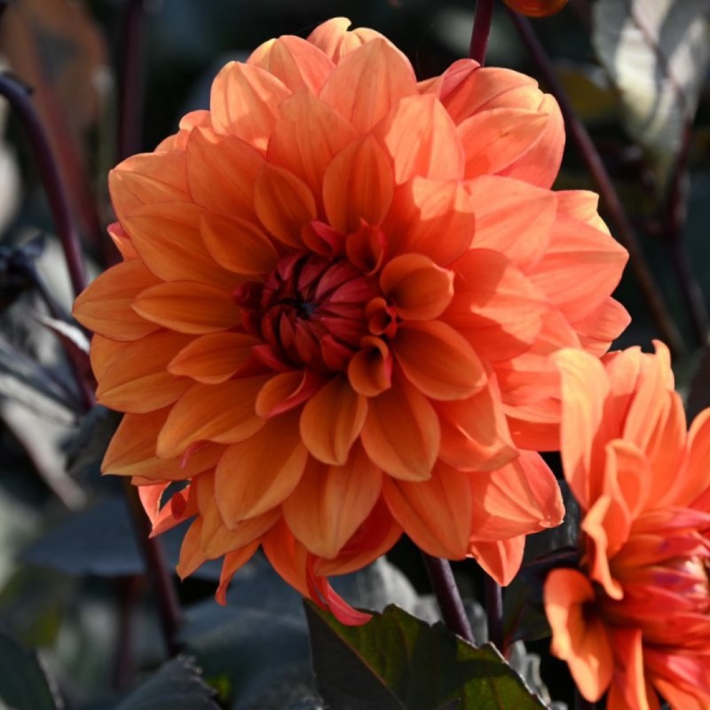 Dahlia 'Missis Trucella'