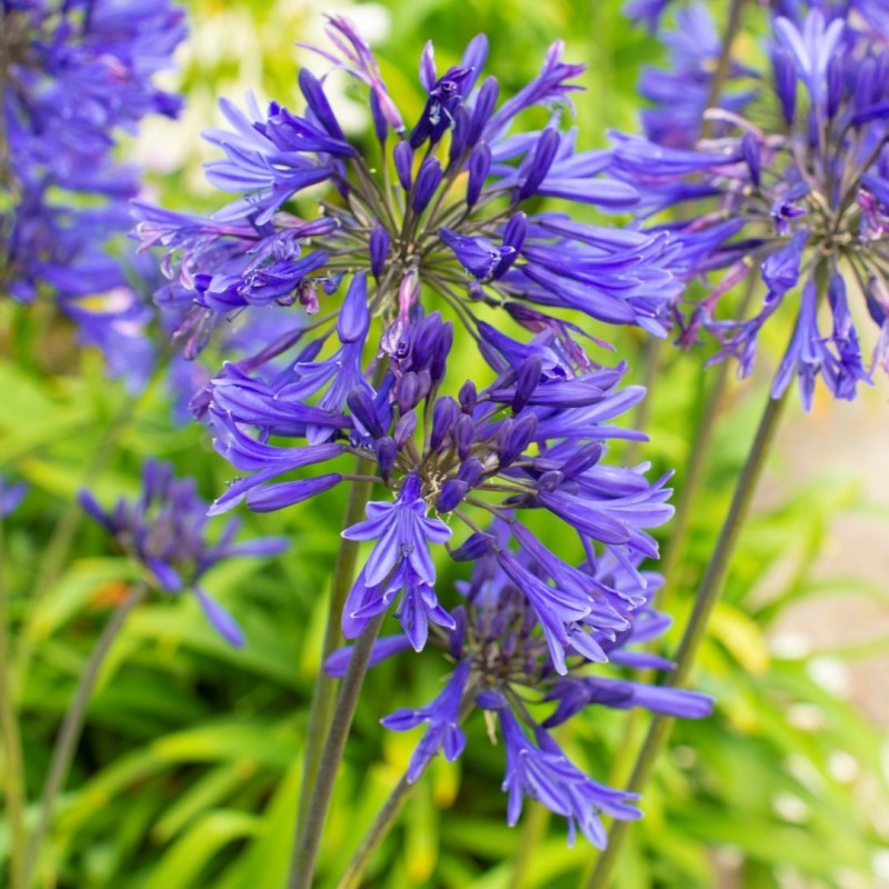 Agapanthus 'Navy Blue'