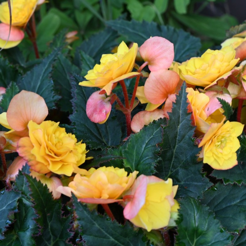Begonia multiflora 'Goldfinch'