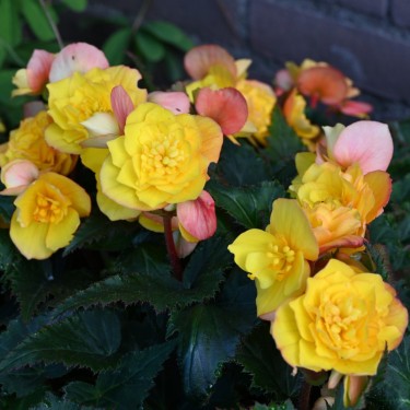 Begonia multiflora 'Goldfinch'