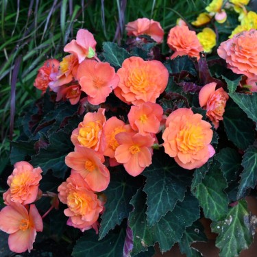 Begonia multiflora 'Peardrop'