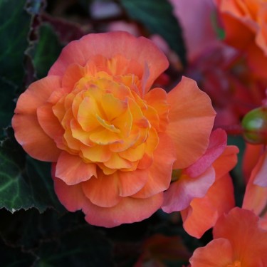 Begonia multiflora 'Peardrop'