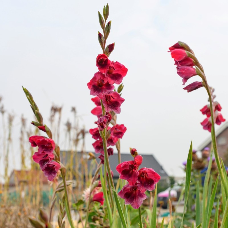 Gladiolus papilio 'Ruby'