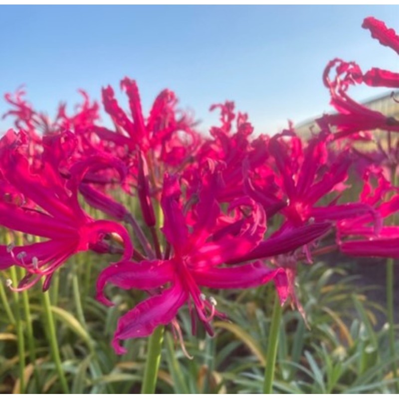 Nerine bowdenii 'Mr. Nick'