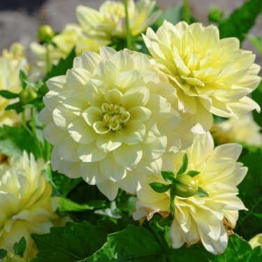 Dahlia 'Berliner Lemon'