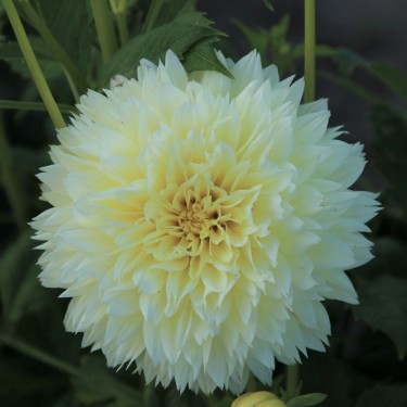 Dahlia 'Canary Fubuki'