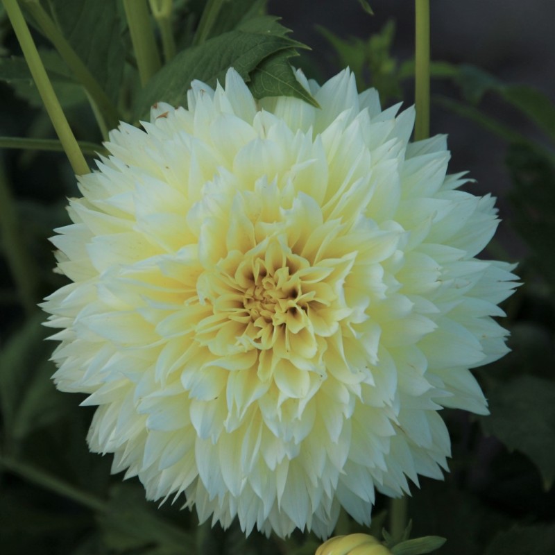 Dahlia 'Canary Fubuki'