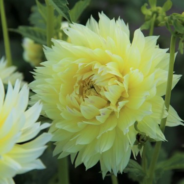 Dahlia 'Canary Fubuki'