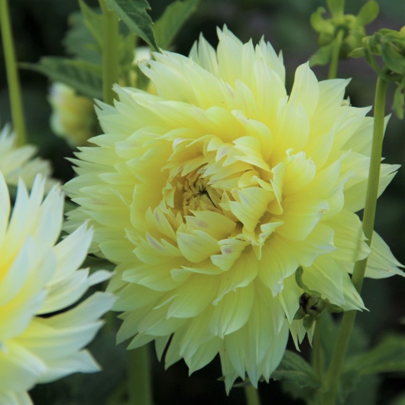 Dahlia 'Canary Fubuki'