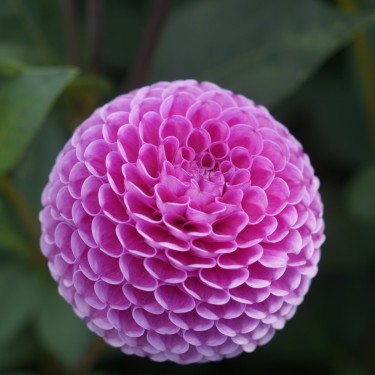 Dahlia 'Franz Kafka'