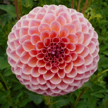 Dahlia 'Jowey Winnie' | Prachtige pompon Dahlia