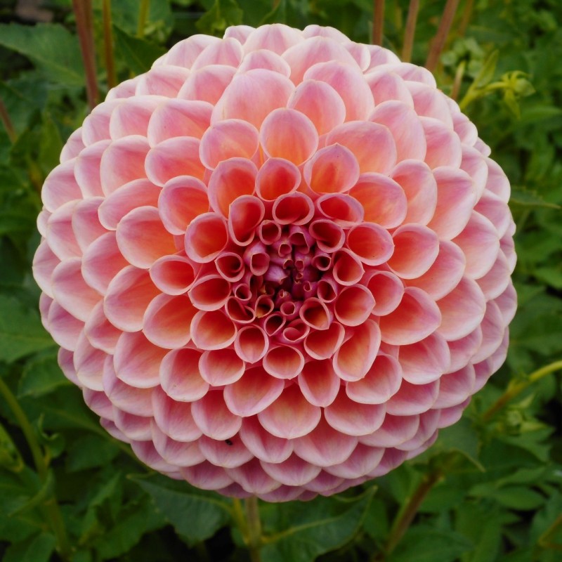 Dahlia 'Jowey Winnie' | Prachtige pompon Dahlia