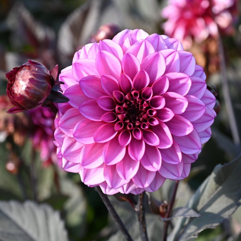 Dahlia 'Melissa Anna Marijke'