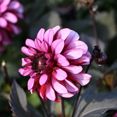 Dahlia 'Melissa Anna Marijke'