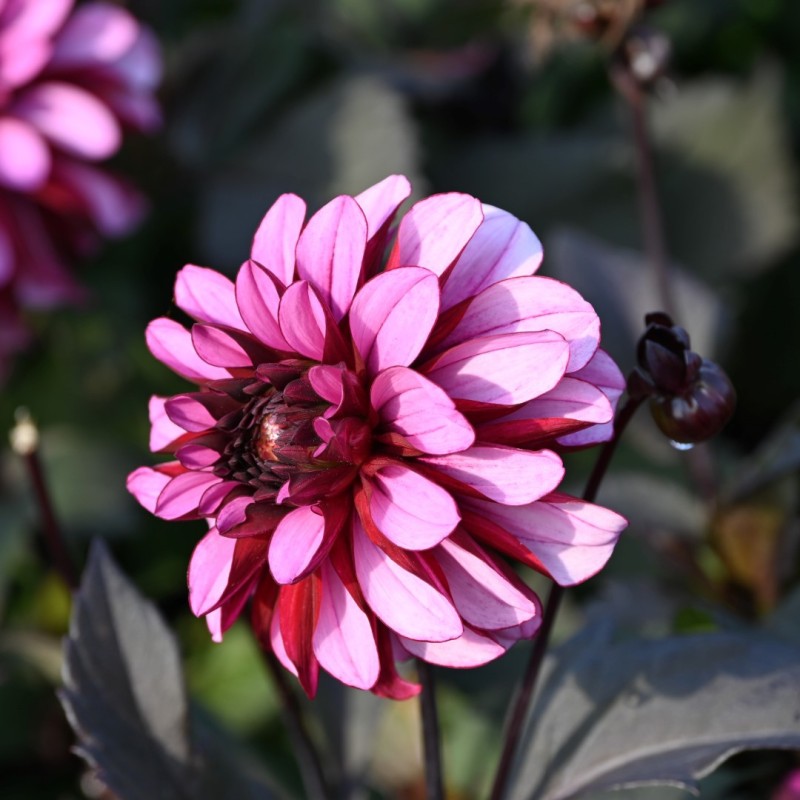 Dahlia 'Melissa Anna Marijke'