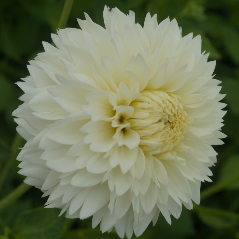 Dahlia 'Myama Fubuki'