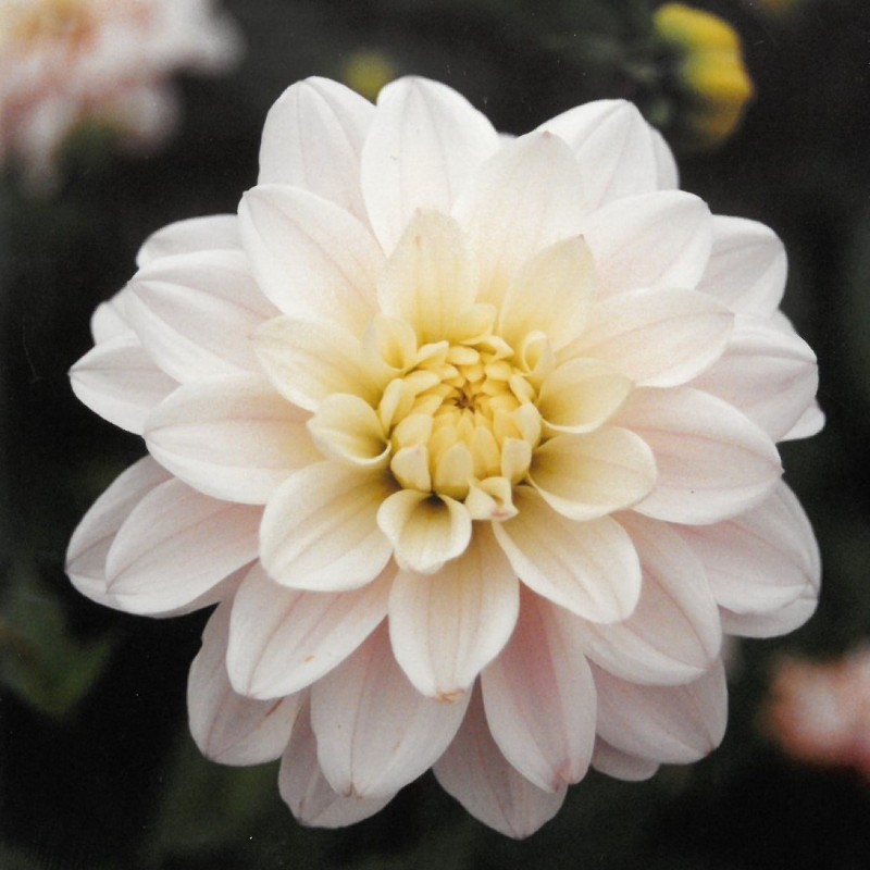 Dahlia 'Silver Years'