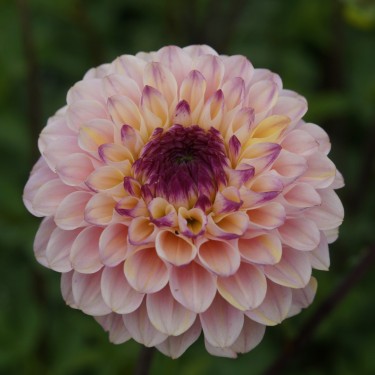 Dahlia 'Wine Eyed Jill'